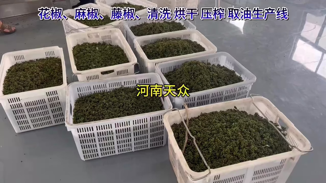 花椒麻椒藤椒清洗压榨取油生产线